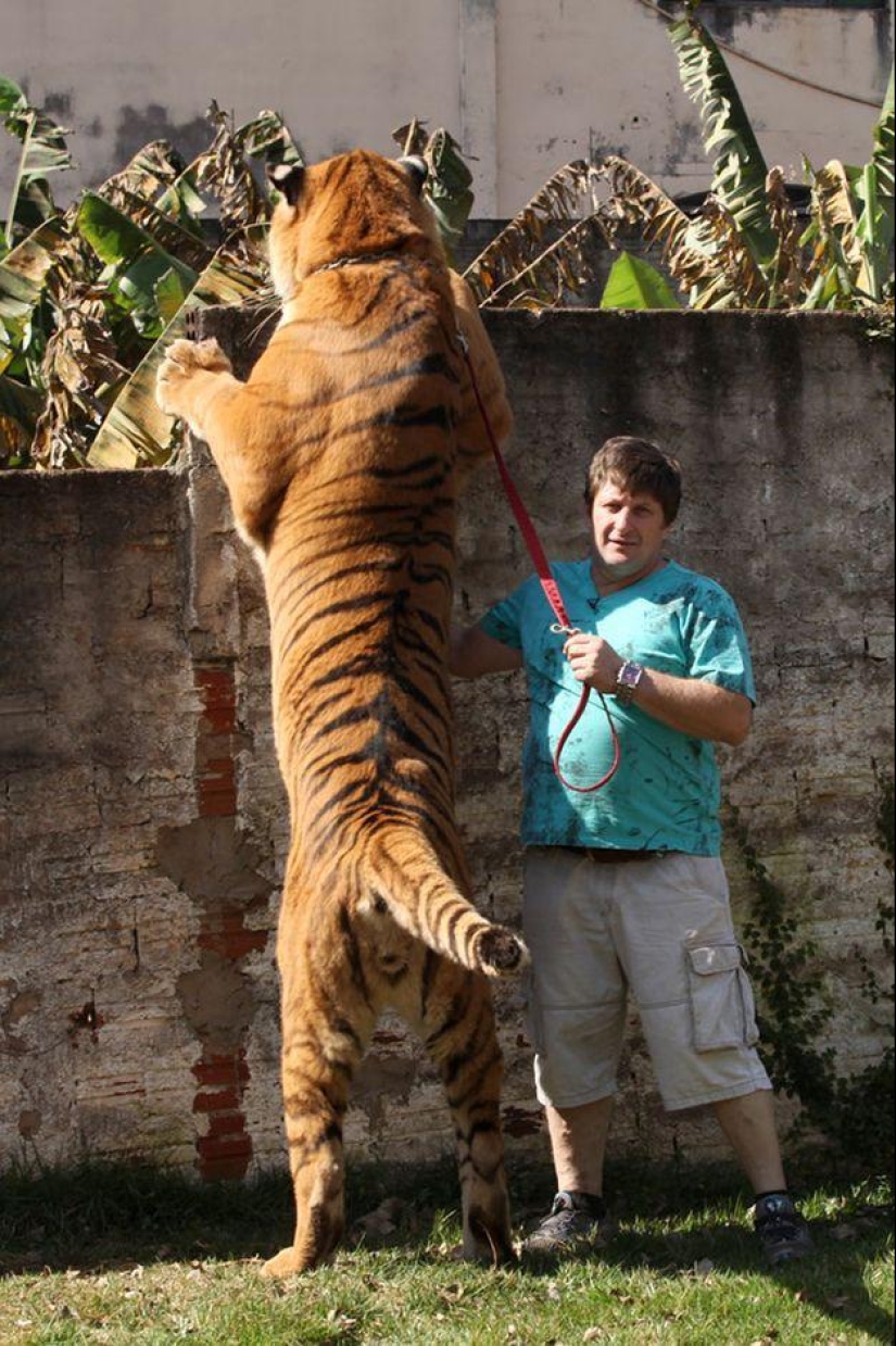 Tiger instead of a pet: 7 predators live in a Brazilian family