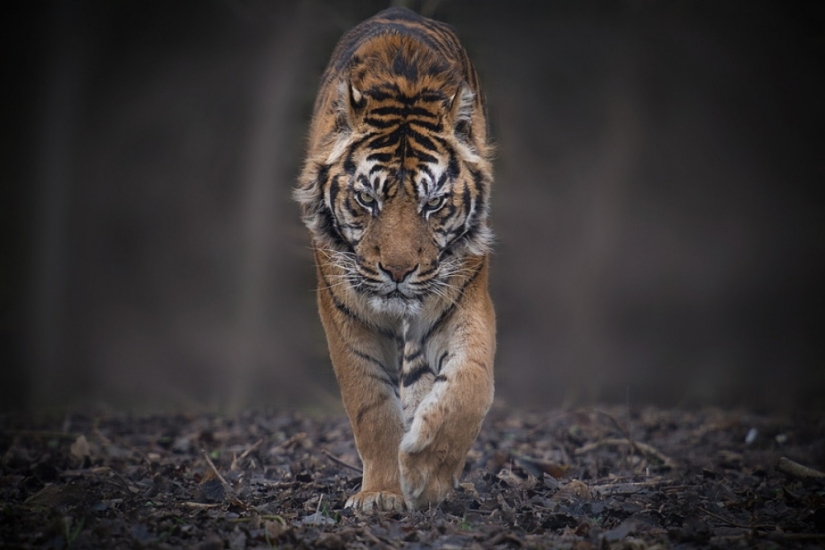 Tigers and their wild animal magnetism