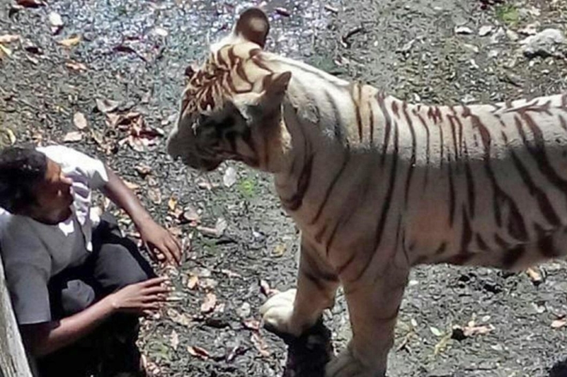 Tigre blanco mata a joven en zoológico indio