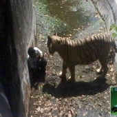 Tigre blanco mata a joven en zoológico indio