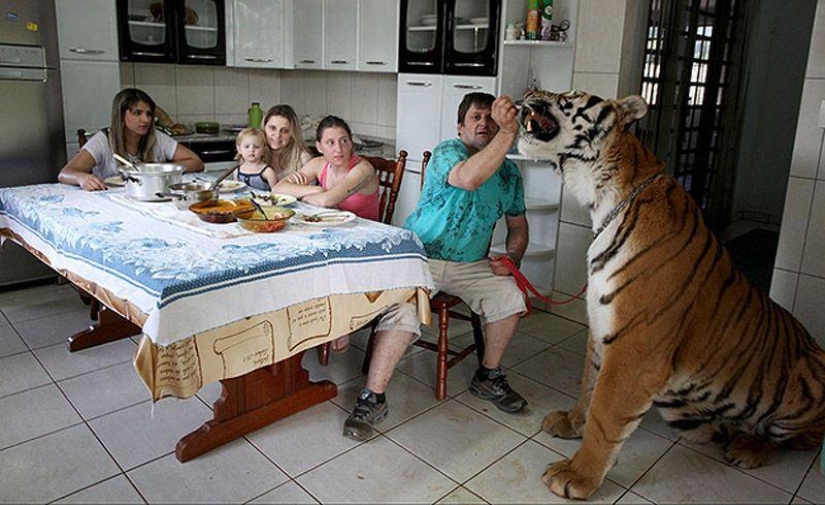 Tigre en lugar de mascota: 7 depredadores viven en una familia brasileña