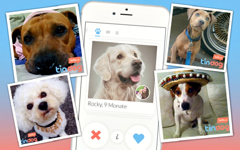 Tinder launches dog dating app