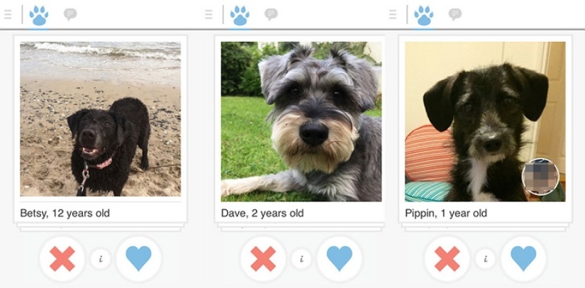 Tinder launches dog dating app