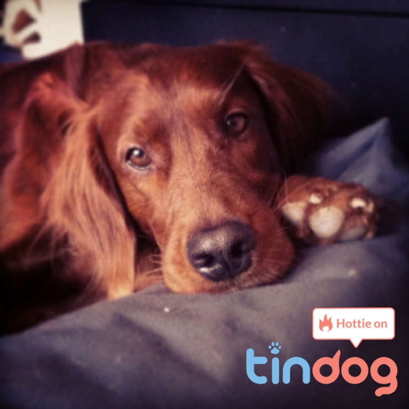 Tinder launches dog dating app