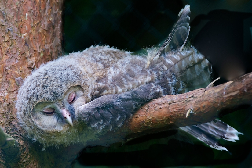 Tired owls are sleeping: it turns out that the owls are resting with their muzzle down
