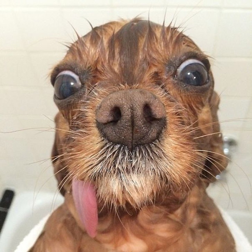 Toast es el perro de aguas rescatado más adorable con la lengua afuera
