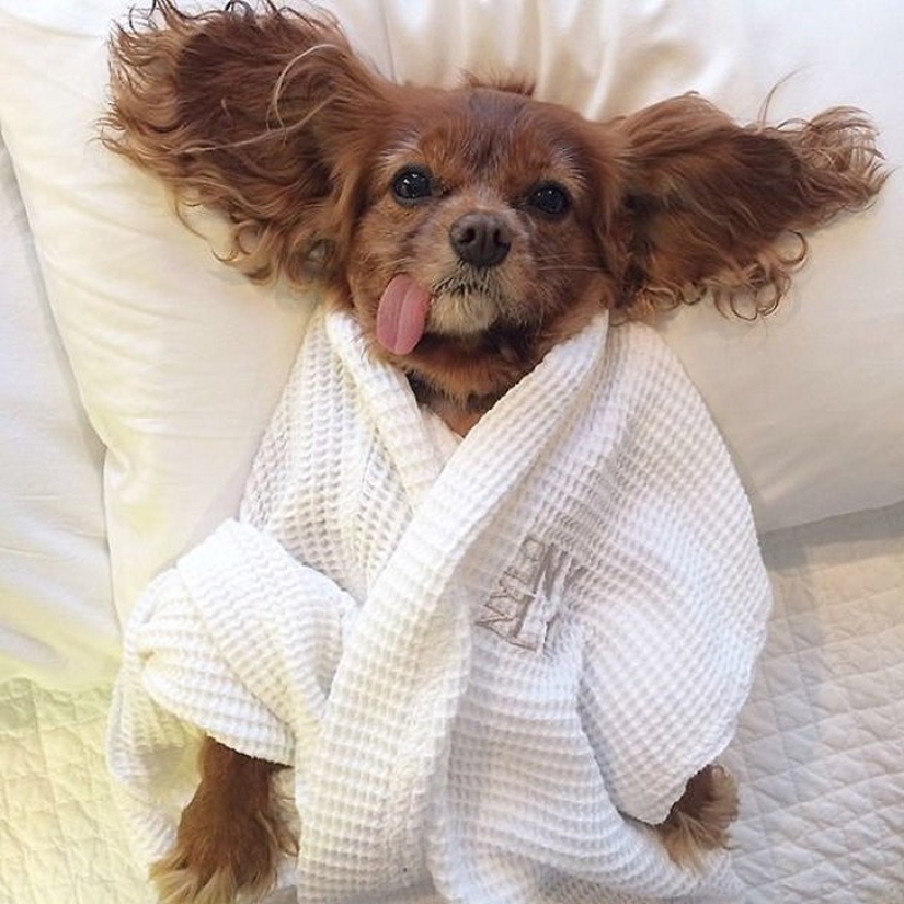 Toast is the most adorable rescued spaniel with tongue out