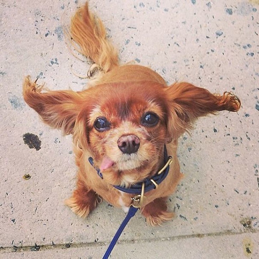 Toast is the most adorable rescued spaniel with tongue out