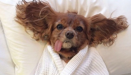 Toast is the most adorable rescued spaniel with tongue out