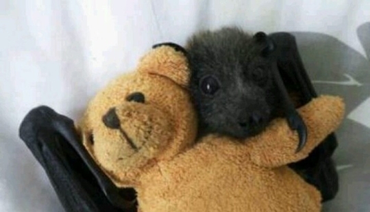 ¿Todavía le tienes miedo a los murciélagos? ¡Entonces vamos a ti! ¿Todavía le tienes miedo a los murciélagos? ¡Entonces vamos a ti!