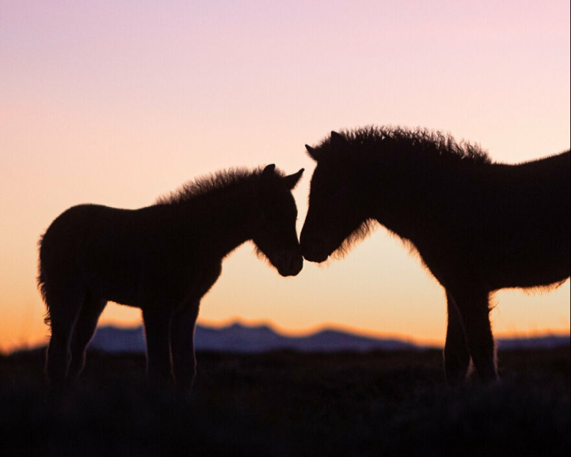Tomé fotos de hermosos caballos en impresionantes paisajes islandeses, y aquí hay 12 de ellos (Parte 2)