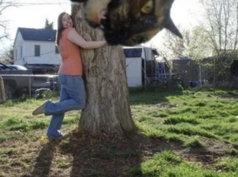 Top 10 Cats That Ruined Perfect Photos