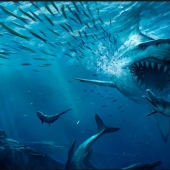 Top 10 largest sharks in the world