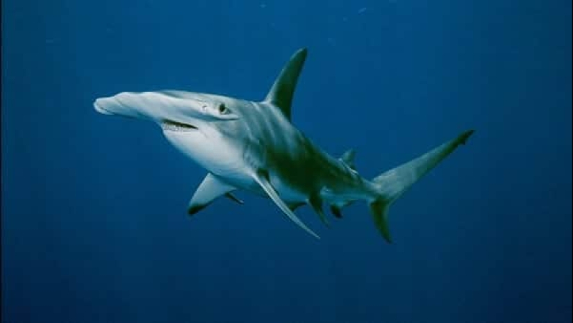 Top 10 largest sharks in the world