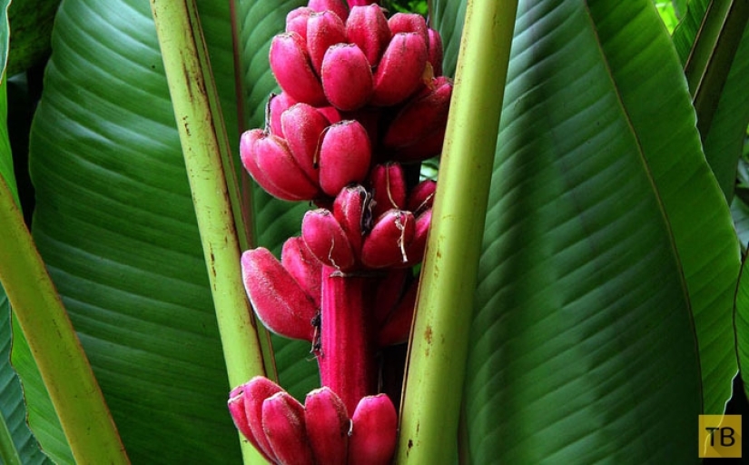 Top 10 Most rare and unusual varieties of bananas