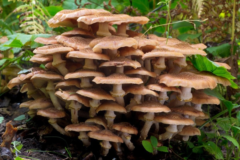 Top 10 Mushrooms: Kings of the Forest