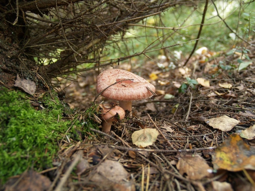 Top 10 Mushrooms: Kings of the Forest