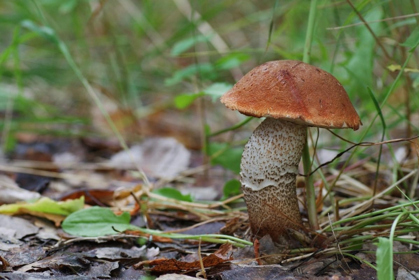 Top 10 Mushrooms: Kings of the Forest