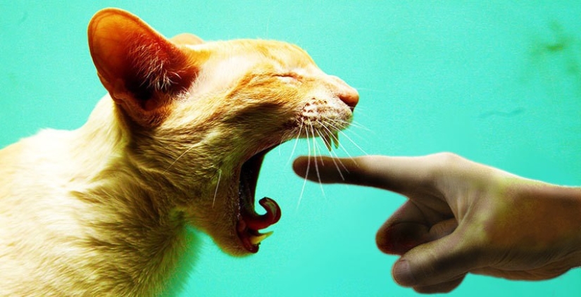 Top 20 strange things make cat owners