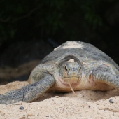 Tortugas Verdes: Las Pequeñas “Vagabundas” En Medio Del Océano