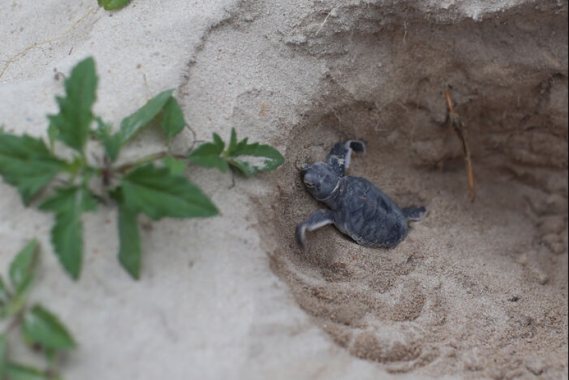 Tortugas Verdes: Las Pequeñas “Vagabundas” En Medio Del Océano