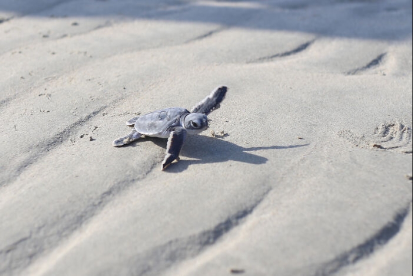 Tortugas Verdes: Las Pequeñas “Vagabundas” En Medio Del Océano