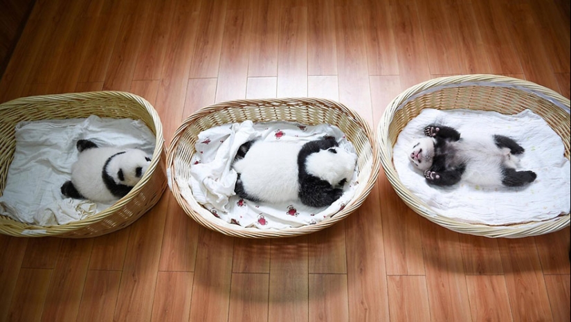 Touching sight: cute little panda bears in baskets