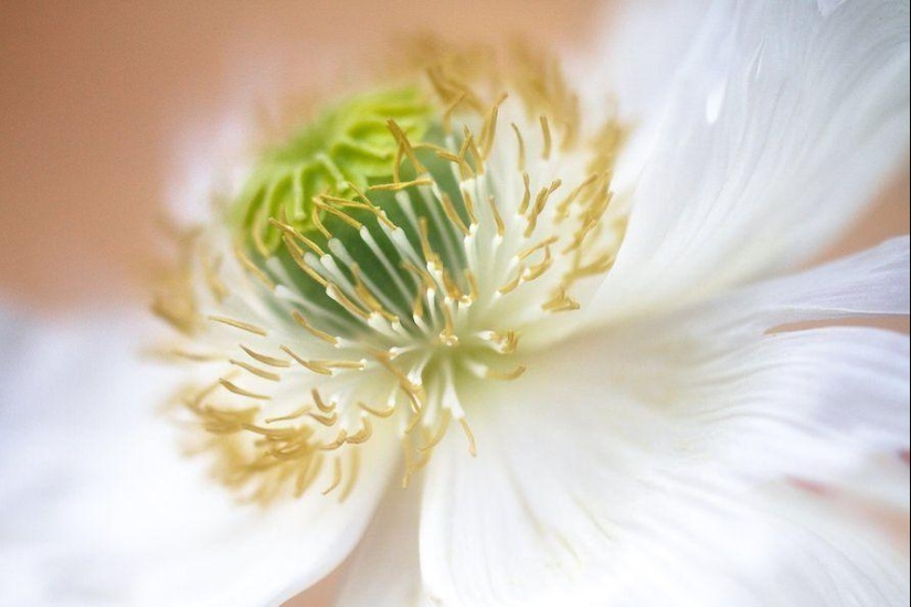 Trabajo increíblemente delicado de la fotógrafa Mandy Disher