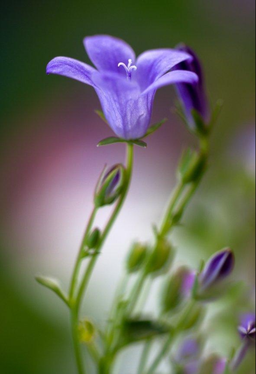 Trabajo increíblemente delicado de la fotógrafa Mandy Disher