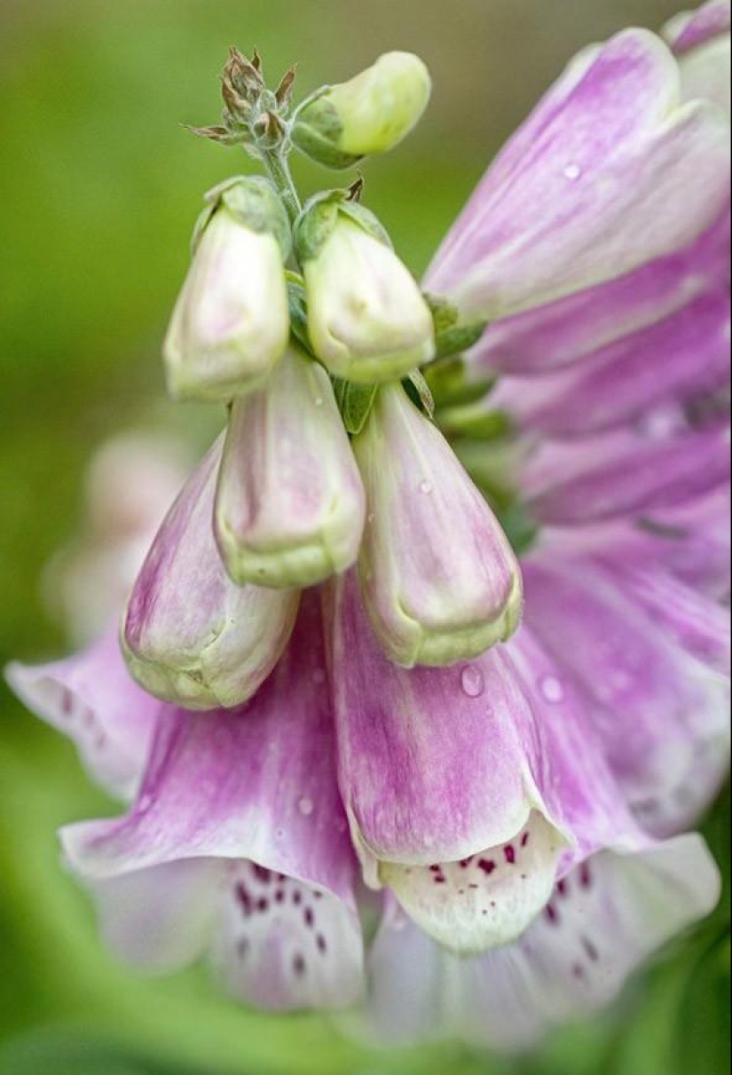 Trabajo increíblemente delicado de la fotógrafa Mandy Disher