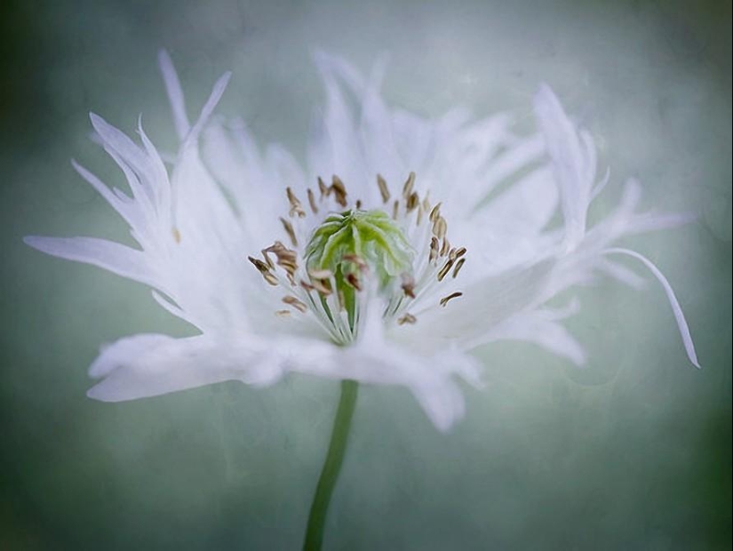 Trabajo increíblemente delicado de la fotógrafa Mandy Disher