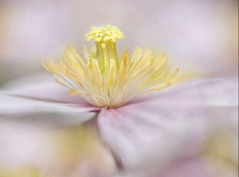 Trabajo increíblemente delicado de la fotógrafa Mandy Disher