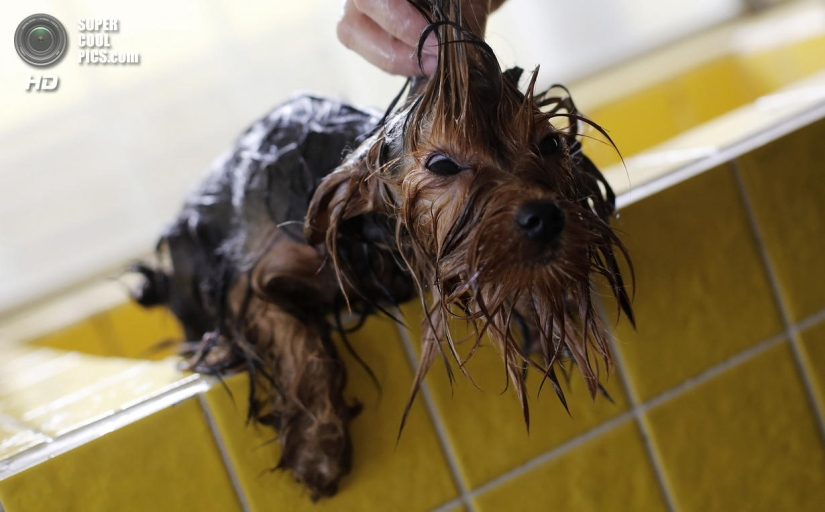 tratamientos de spa para perros