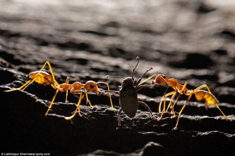 Travel Photographer Of The Year 2013 Winners