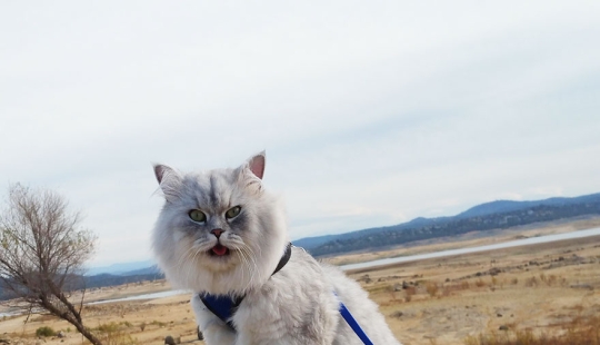 Traveling cat Gandalf