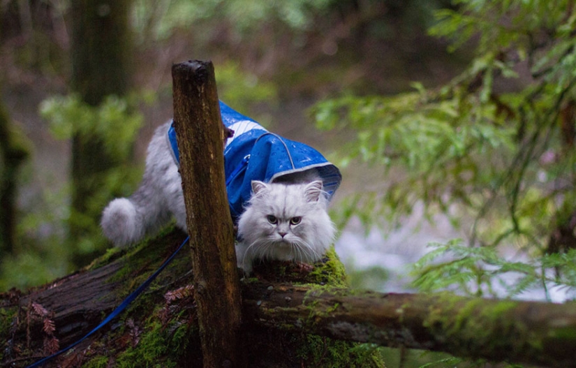 Traveling cat Gandalf