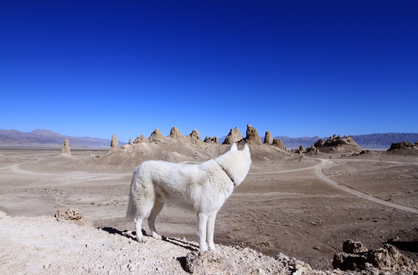 Travels of John and his husky Wolf