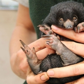 Tres pequeños equidnas nacieron en cautiverio por primera vez en 29 años