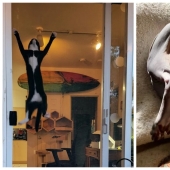 "Tu gato se rompió": 22 fotos de gatos con las que claramente hay algo mal