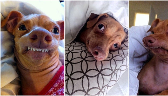 Tuna is a dog that will melt your heart