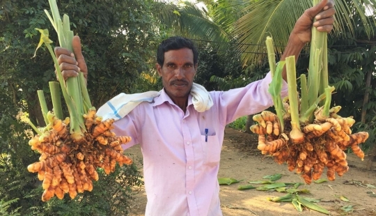 Turmeric is the guardian of men's health and delicious nutrition. Benefits of the Indian plant