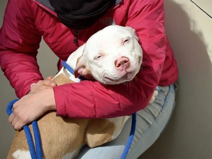 Tuvieron un hogar por primera vez: perros del refugio el primer día con nuevos dueños
