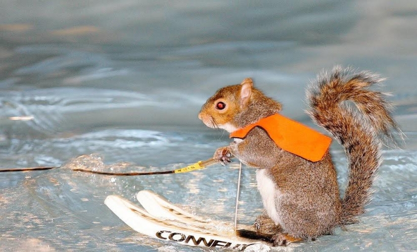 Twiggy es una ardilla que ama el esquí acuático.