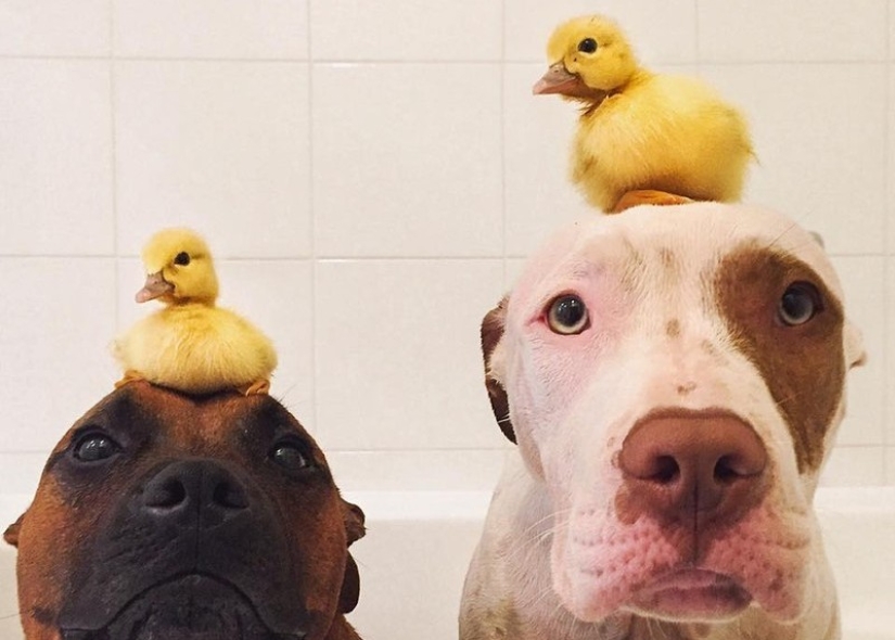 Two dogs take care of ducklings like family members