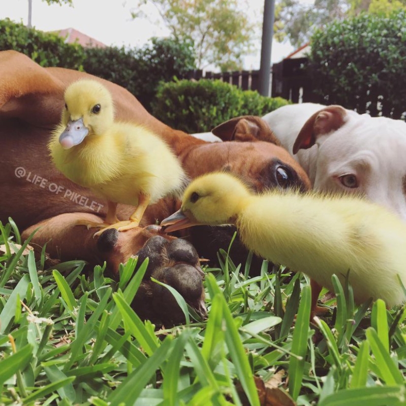 Two dogs take care of ducklings like family members