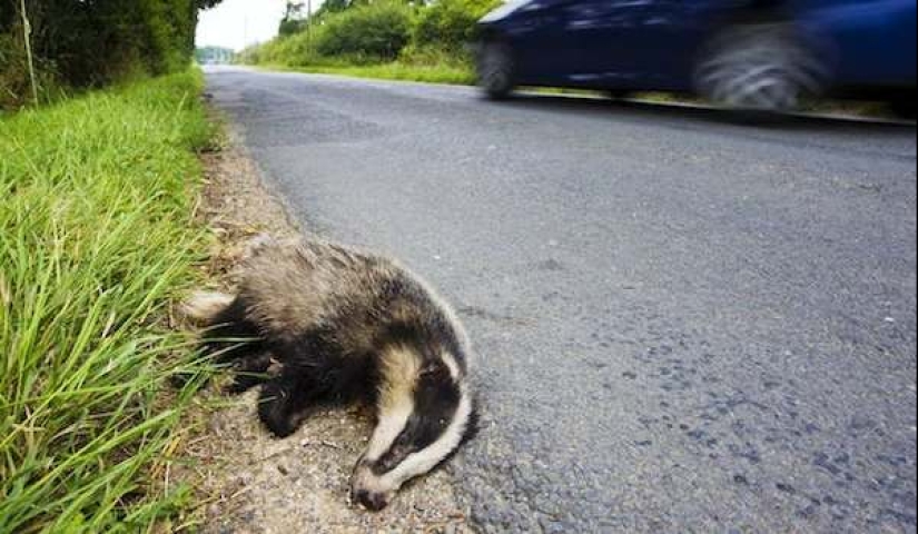 Two-legged scavengers: a new gastronomic trend has emerged in the world