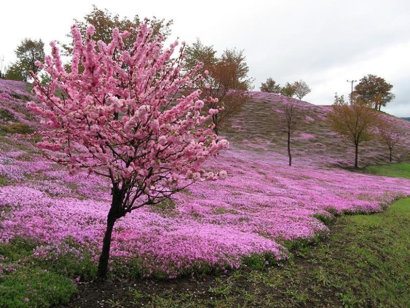 Un alboroto de colores de hierbas sakura