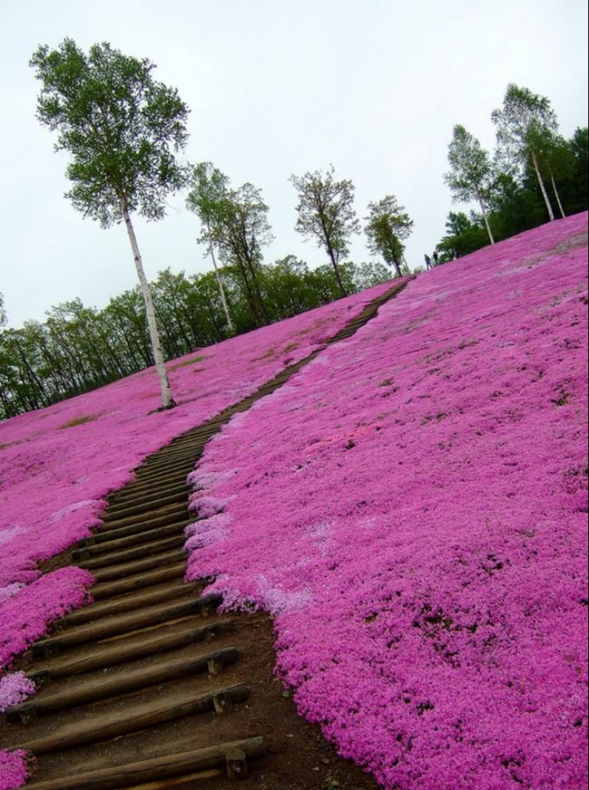 Un alboroto de colores de hierbas sakura