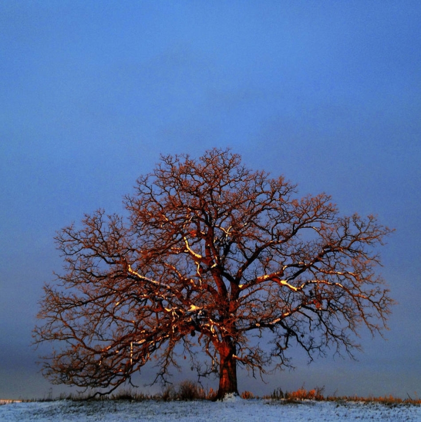 Un año en la vida de un árbol.