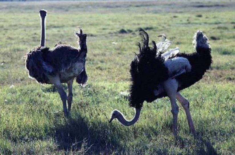 ¿Un avestruz esconde su cabeza en la arena? La historia de un antiguo engaño